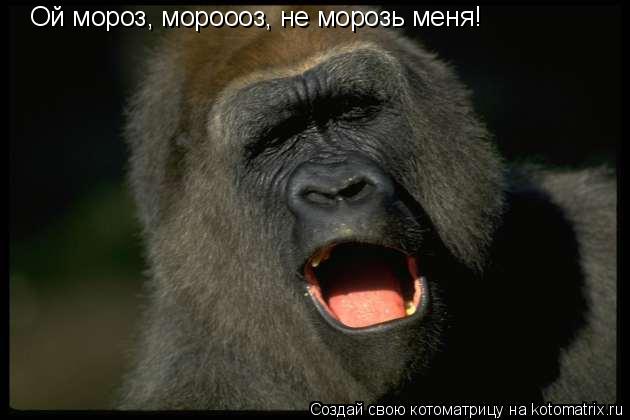 Котоматрица: Ой мороз, мороооз, не морозь меня!