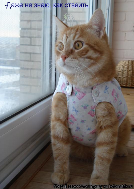 Котоматрица: -Даже не знаю, как отвеить.