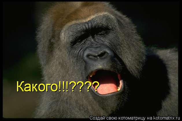 Котоматрица: Какого!!!????