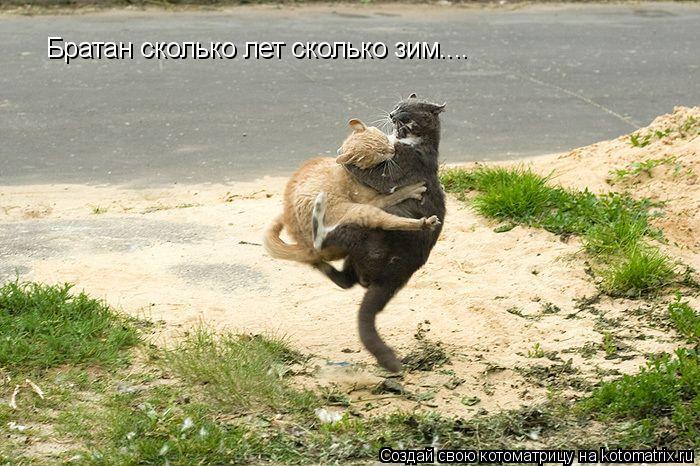 Котоматрица: Братан сколько лет сколько зим....