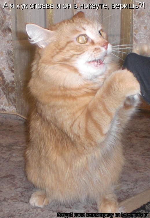Котоматрица: А я хук справа и он в нокауте, веришь?!