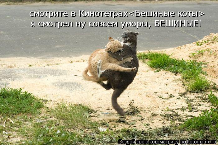 Котоматрица: смотрите в Кинотетрах<Бешиные коты> я смотрел ну совсем уморы, БЕШИНЫЕ!