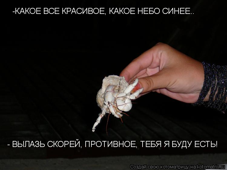 Котоматрица: -КАКОЕ ВСЕ КРАСИВОЕ, КАКОЕ НЕБО СИНЕЕ.. - ВЫЛАЗЬ СКОРЕЙ, ПРОТИВНОЕ, ТЕБЯ Я БУДУ ЕСТЬ!
