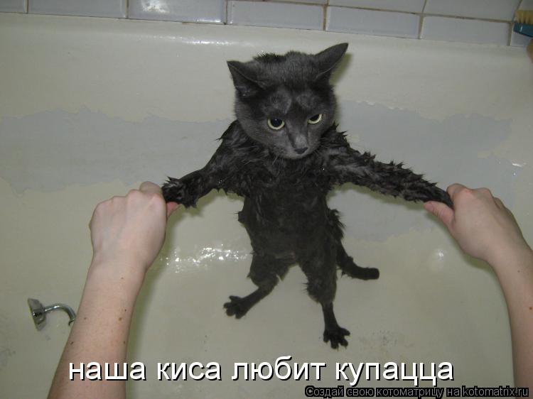 наша киса любит купацца... Котоматрица: наша киса любит купацца