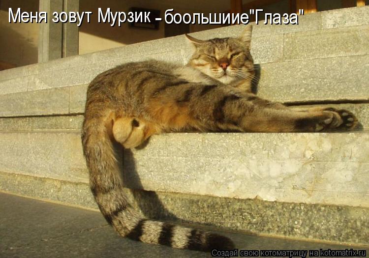 Котоматрица: Меня зовут Мурзик - боольшиие"Глаза"