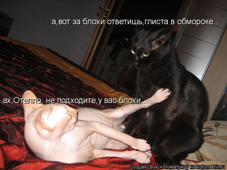 Котоматрица: ах,Отелло, не подходите,у вас блохи.. а,вот за блохи ответишь,глиста в обмороке..