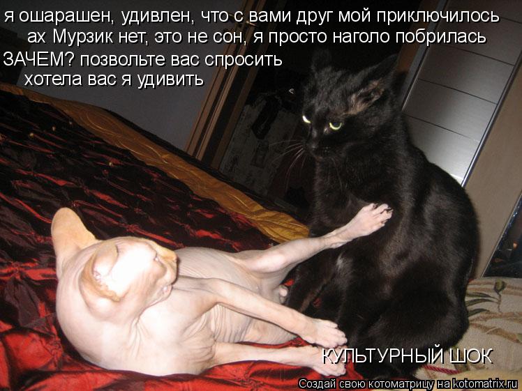Котоматрица: я ошарашен, удивлен, что с вами друг мой приключилось ах Мурзик нет, это не сон, я просто наголо побрилась ЗАЧЕМ? позвольте вас спросить хоте