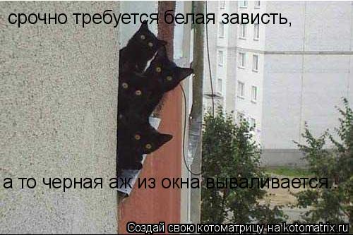 Котоматрица: срочно требуется белая зависть, а то черная аж из окна вываливается..