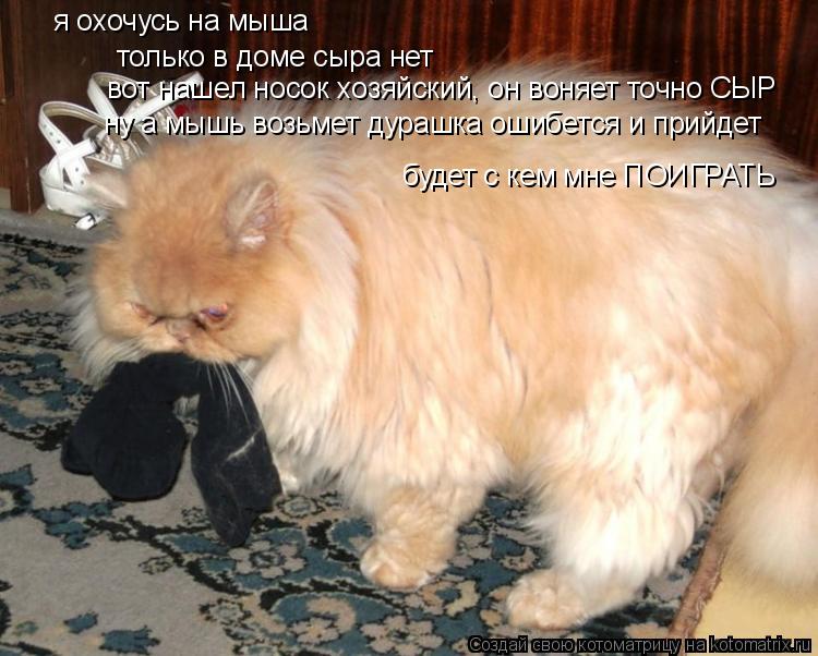 я охочусь на мыша только в доме сыра нет вот нашел носок хозяйский, он воняет точно СЫР ну а мышь воз... Котоматрица: я охочусь на мыша только в доме сыра нет вот нашел носок хозяйский, он воняет точно СЫР ну а мышь возьмет дурашка ошибется и прийдет будет с