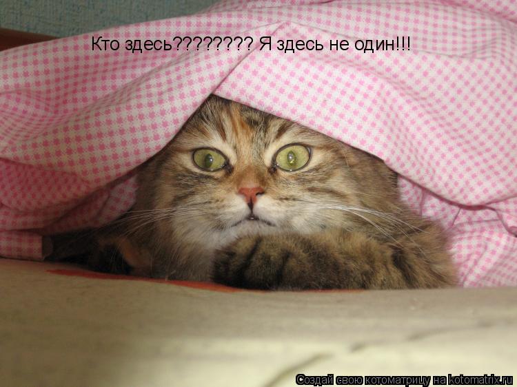 Кто здесь???????? Я здесь не один!!!... Котоматрица: Кто здесь???????? Я здесь не один!!!