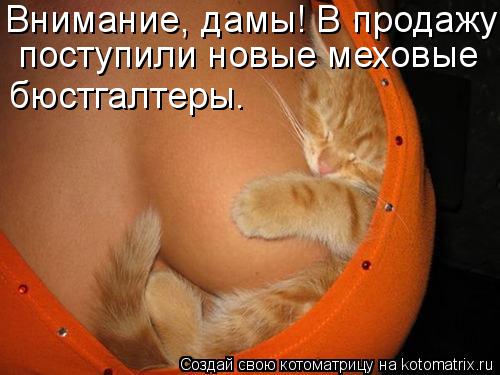 Внимание, дамы! В продажу поступили новые меховые бюстгалтеры.... Котоматрица: Внимание, дамы! В продажу поступили новые меховые бюстгалтеры.