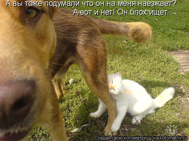 А вы тоже подумали что он на меня наезжает? А вот и нет! Он блох ищет.... Котоматрица: А вы тоже подумали что он на меня наезжает? А вот и нет! Он блох ищет.