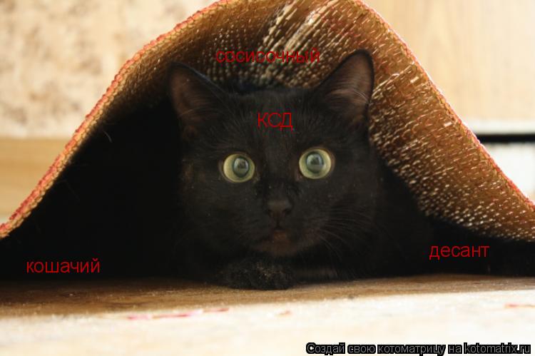 кошачий сосисочный десант КСД... Котоматрица: кошачий сосисочный десант КСД