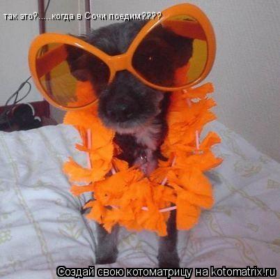 Котоматрица: так это?.....когда в Сочи поедим????