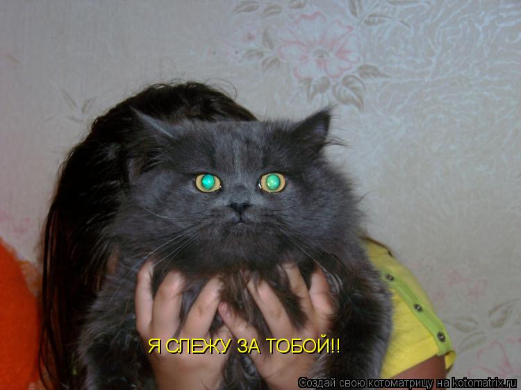 Котоматрица: Я СЛЕЖУ ЗА ТОБОЙ!!