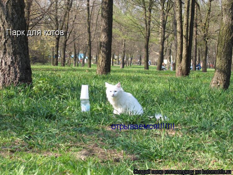 Котоматрица: Парк для котов отрываемся!!!!!!!