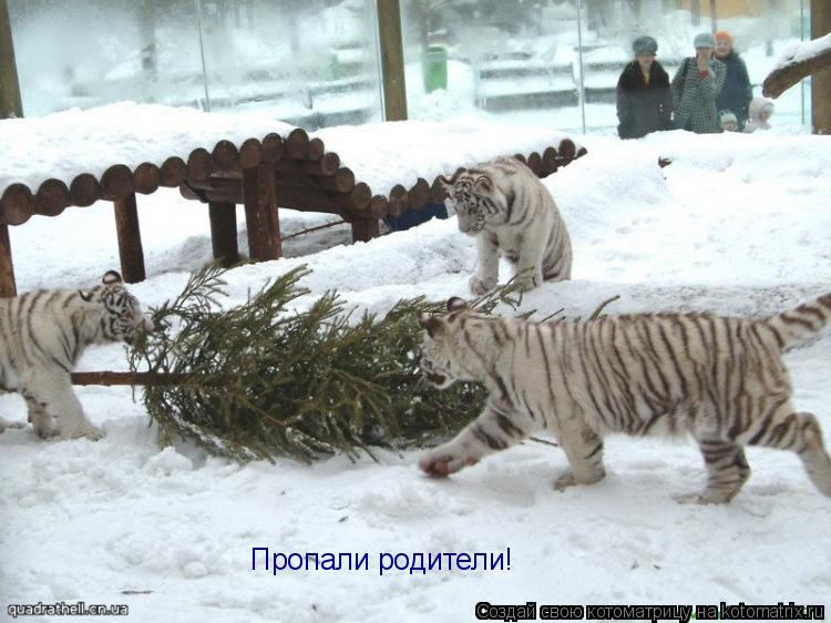 Пропали родители!... Котоматрица: Пропали родители!