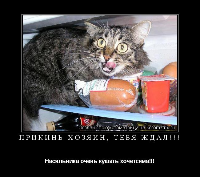 Котоматрица: Прикинь хозяин, тебя ждал!!! Насяльника очень кушать хочетсяма!!!