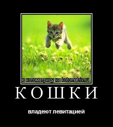 Котоматрица: кошки владеют левитацией