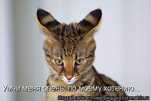 Котоматрица: Умчи меня олень, по моему хотению...