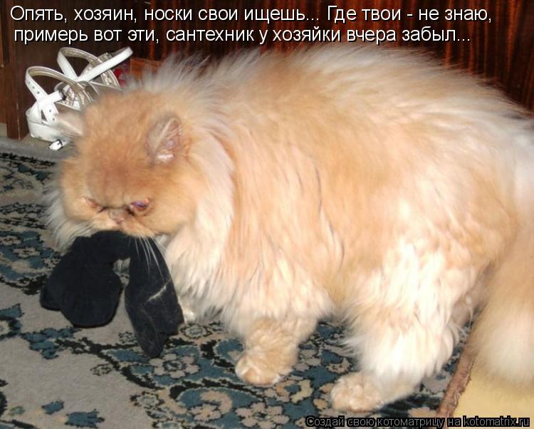 Опять, хозяин, носки свои ищешь... Где твои - не знаю, примерь вот эти, сантехник у хозяйки вчера за... Котоматрица: Опять, хозяин, носки свои ищешь... Где твои - не знаю, примерь вот эти, сантехник у хозяйки вчера забыл...