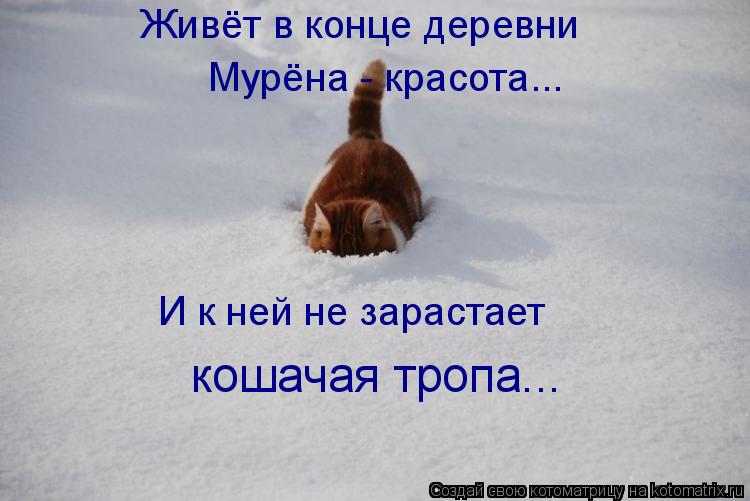 Котоматрица: Живёт в конце деревни Мурёна - красота... И к ней не зарастает кошачая тропа...