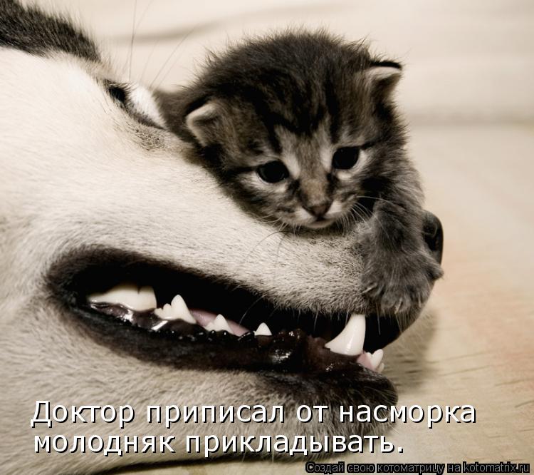 Котоматрица: молодняк прикладывать. Доктор приписал от насморка
