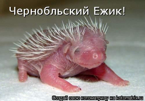 Котоматрица: Чернобльский Ежик!