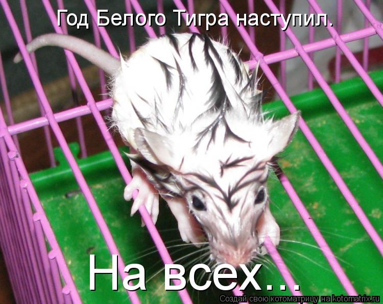 Котоматрица: Год Белого Тигра наступил. На всех...