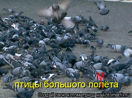Котоматрица: птицы большого полёта   М