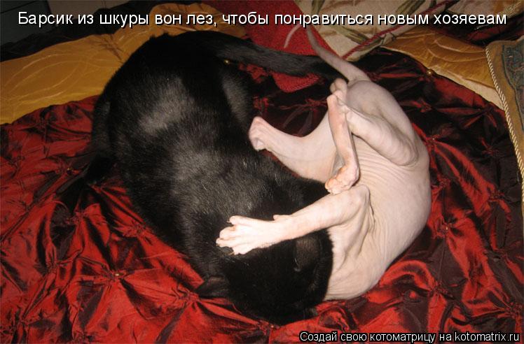 Барсик из шкуры вон лез, чтобы понравиться новым хозяевам... Котоматрица: Барсик из шкуры вон лез, чтобы понравиться новым хозяевам
