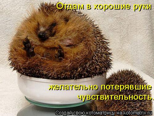 Отдам в хорошие руки чувствительность. желательно потерявшие... Котоматрица: Отдам в хорошие руки чувствительность. желательно потерявшие