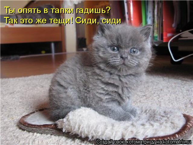 Котоматрица: Ты опять в тапки гадишь? Так это же тещи! Сиди, сиди