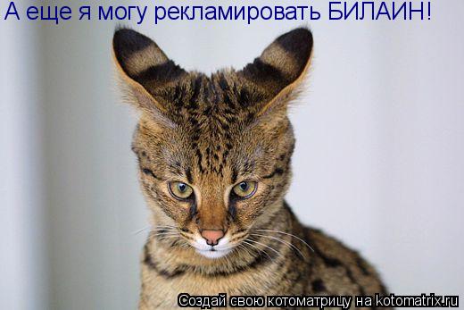 Котоматрица: А еще я могу рекламировать БИЛАЙН!
