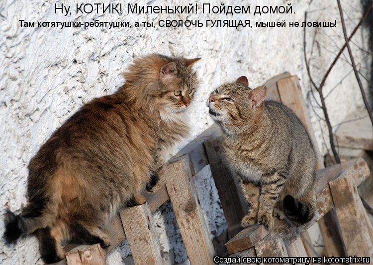 Котоматрица: Ну, КОТИК! Миленький! Пойдем домой. Там котятушки-ребятушки, а ты, СВОЛОЧЬ ГУЛЯЩАЯ, мышей не ловишь!