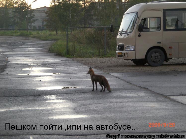 Котоматрица: Пешком пойти ,или на автобусе...