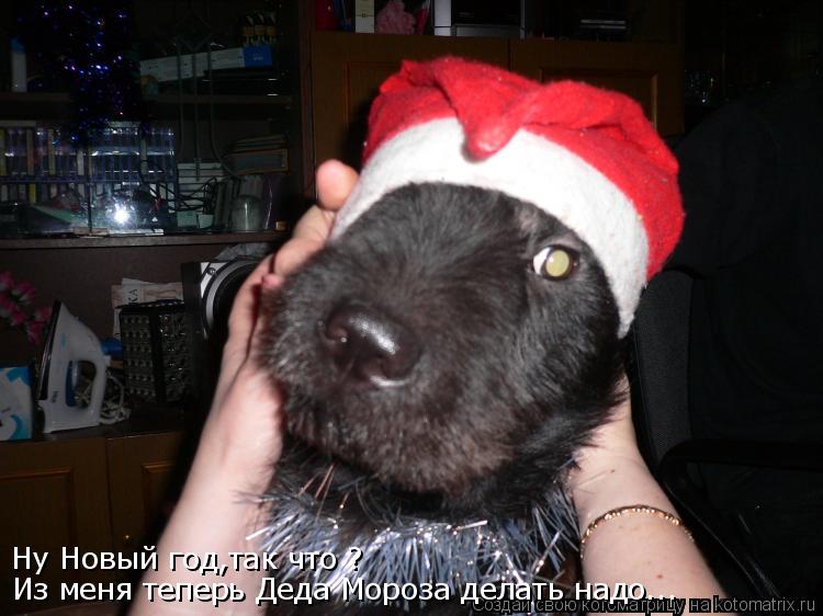 Ну Новый год,так что ? Из меня теперь Деда Мороза делать надо...... Котоматрица: Ну Новый год,так что ? Из меня теперь Деда Мороза делать надо...