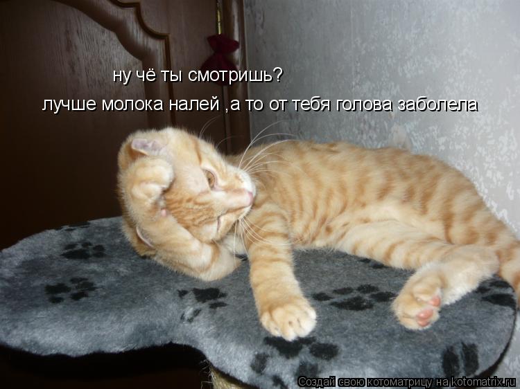Котоматрица: ну чё ты смотришь? лучше молока налей ,а то от тебя голова заболела