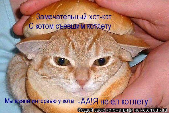 Котоматрица: Замечательный хот-кэт С котом съевшим котлету Мы взяли интервью у кота -АА!Я не ел котлету!!