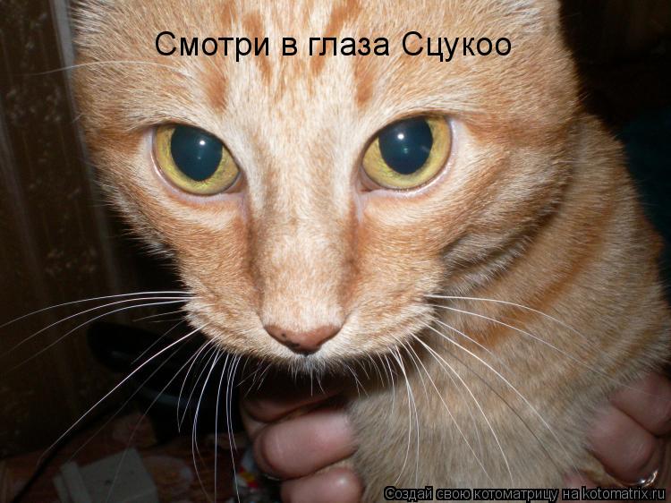 Котоматрица: Смотри в глаза Сцукоо