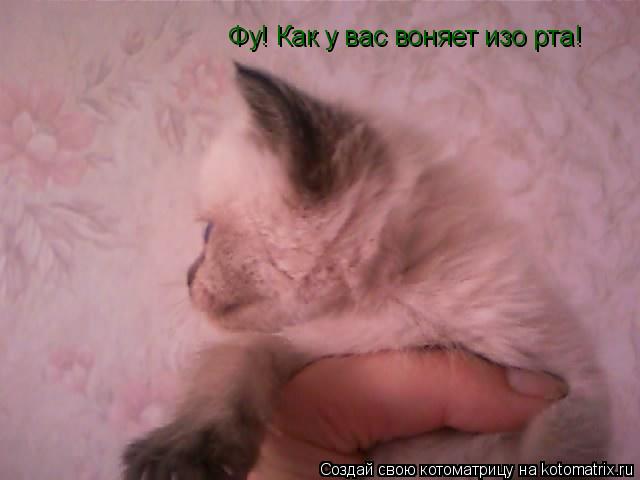 Котоматрица: Фу! Как у вас воняет изо рта!