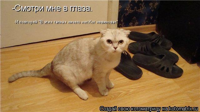 Котоматрица: -Смотри мне в глаза. -И повторяй "В этих тапках ничего нет.Кот невиноват"