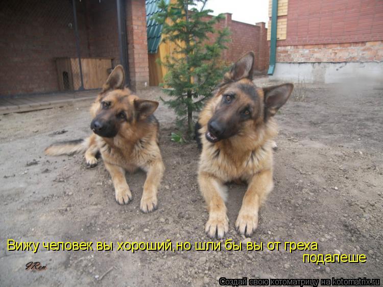 Котоматрица: Вижу человек вы хороший,но шли бы вы от греха  подалеше