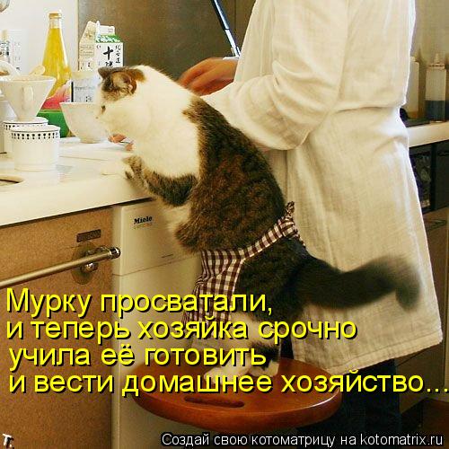 Мурку просватали, и теперь хозяйка срочно учила её готовить и вести домашнее хозяйство...... Котоматрица: Мурку просватали, и теперь хозяйка срочно учила её готовить и вести домашнее хозяйство...