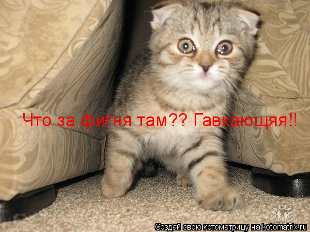 Котоматрица: Что за фигня там?? Гавкающяя!!