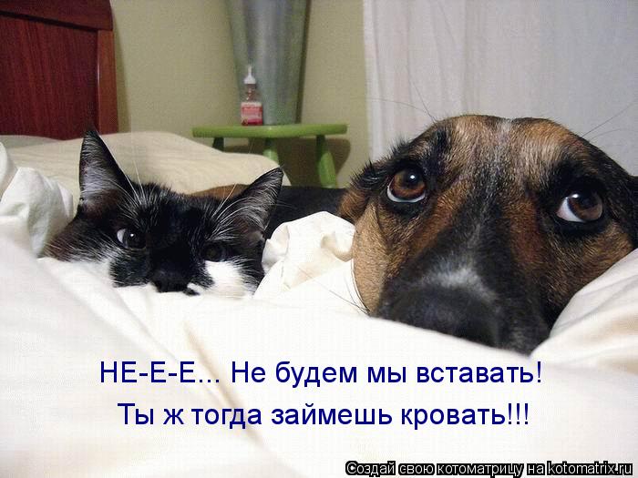 НЕ-Е-Е... Не будем мы вставать! Ты ж тогда займешь кровать!!!... Котоматрица: НЕ-Е-Е... Не будем мы вставать! Ты ж тогда займешь кровать!!!