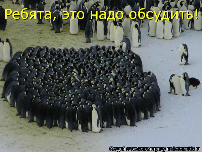 Котоматрица: Ребята, это надо обсудить!