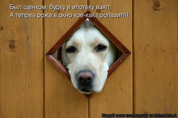 Котоматрица: Был щенком, будку в ипотеку взял, А тепреь рожа в окно кое-как пролазит!!!