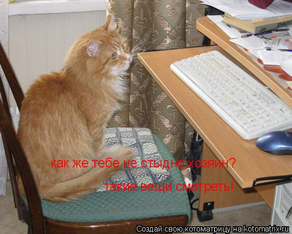 Котоматрица: как же тебе не стыдно,хозяин? такие вещи смотреть!