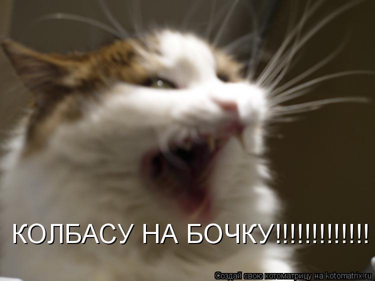 Котоматрица: КОЛБАСУ НА БОЧКУ!!!!!!!!!!!!!